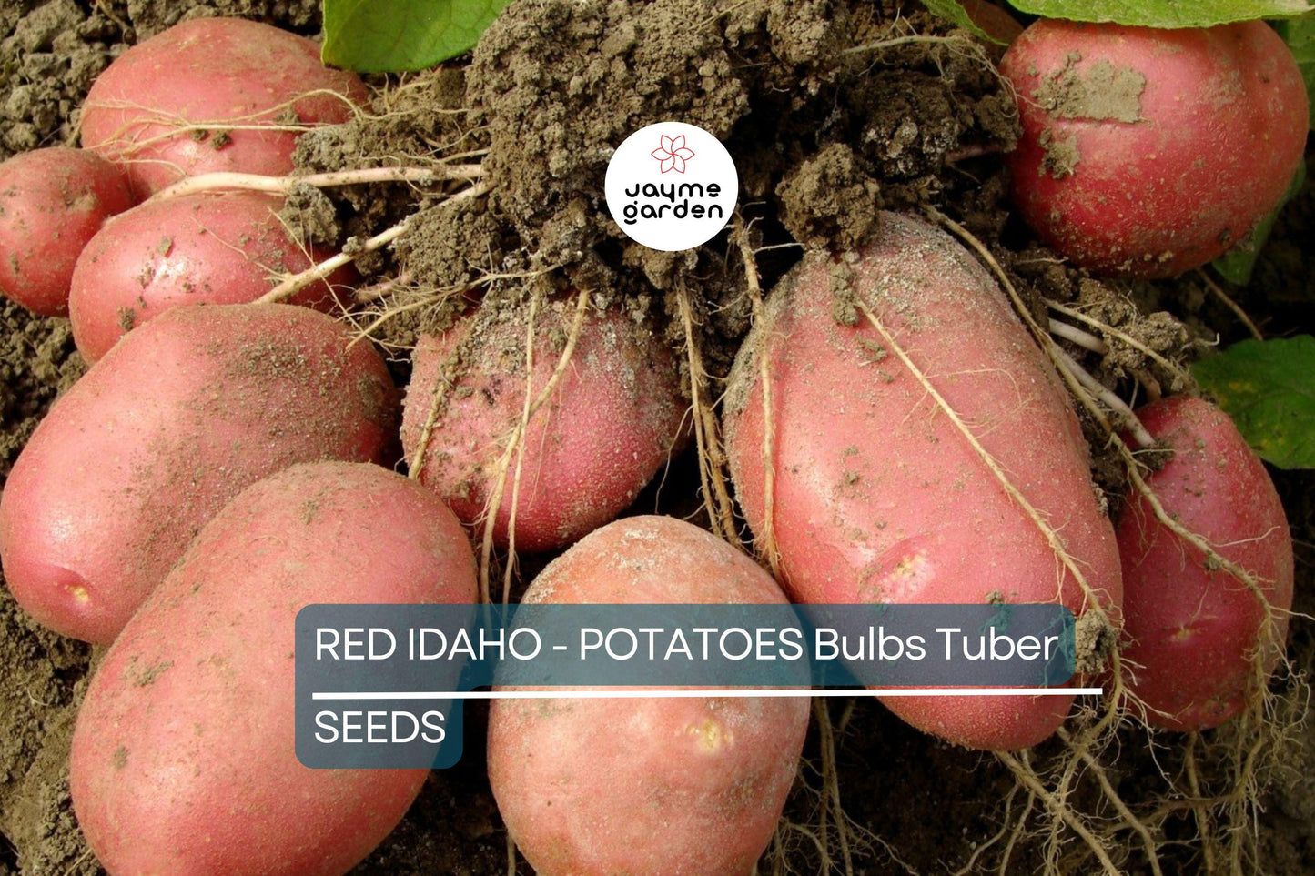 12 Red Idaho Seed Potatoes - Organic, Ready to Grow - Rich in Vitamins, Perfect for Home Gardens