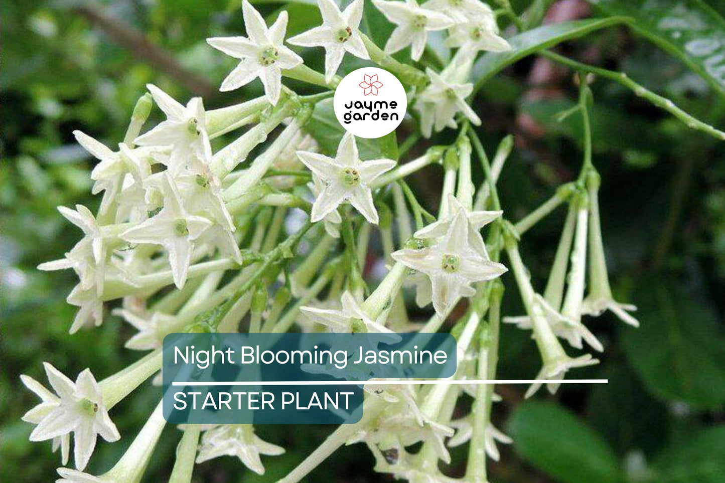 Night Blooming Jasmine - Cestrum Nocturnum - 6-10” Tall Potted Live Plant, Fragrant Flowers, Perfect for Gardens
