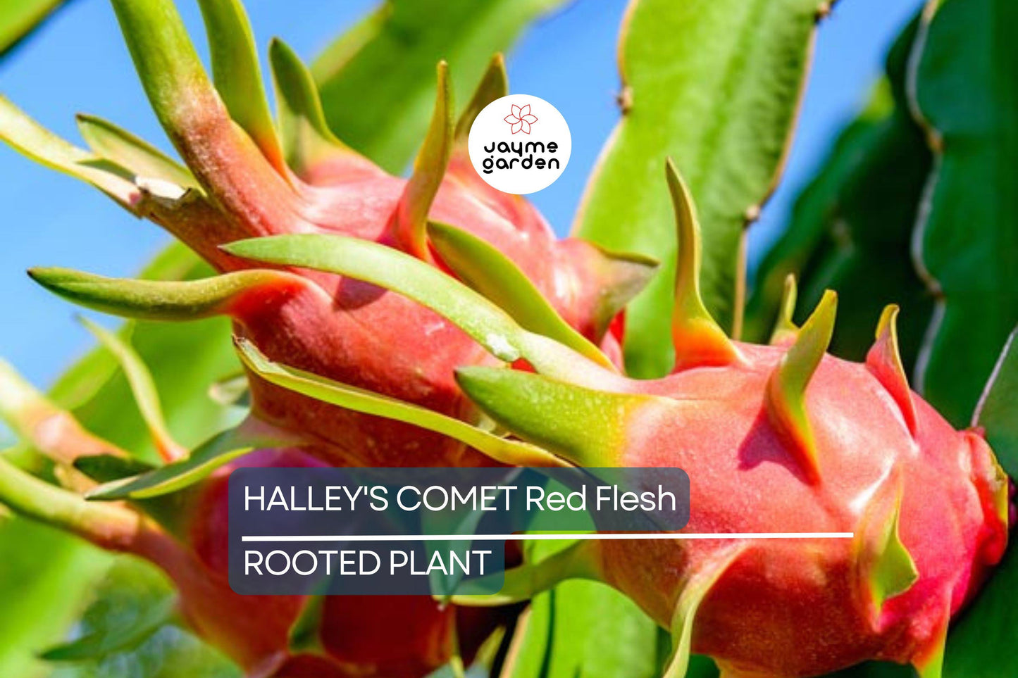 Halley’s Comet Dragon Fruit - Hylocereus Undatus - Red Flesh, Rooted Plant 4-7”, Full Sun, Hardy to 32 F, Perfect for Home Gardens