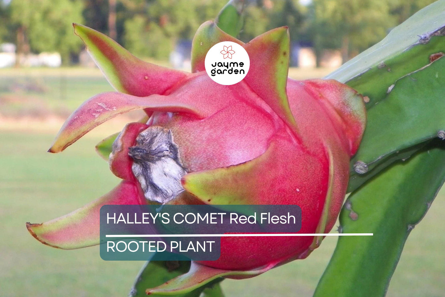 Halley’s Comet Dragon Fruit - Hylocereus Undatus - Red Flesh, Rooted Plant 4-7”, Full Sun, Hardy to 32 F, Perfect for Home Gardens