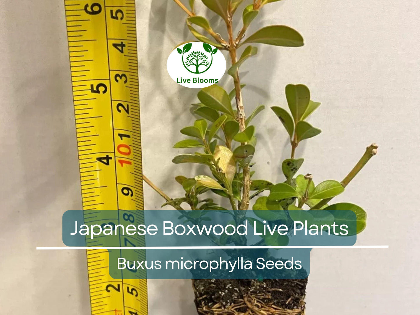 6 Japanese Boxwood Live Plants 12" | Buxus microphylla japonica | Evergreen Shrub, Hedge Starter, Landscape Ready, Fast Shipping