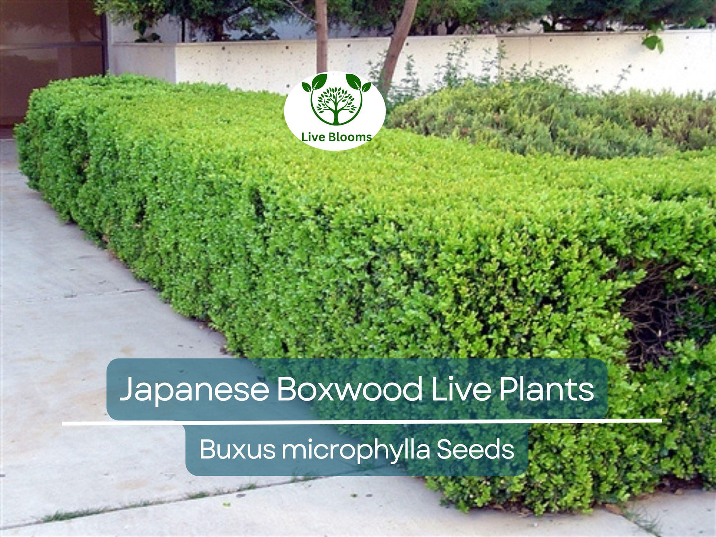6 Japanese Boxwood Live Plants 12" | Buxus microphylla japonica | Evergreen Shrub, Hedge Starter, Landscape Ready, Fast Shipping