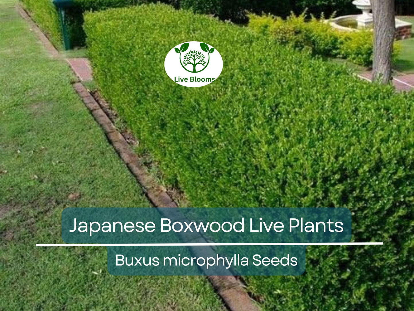 6 Japanese Boxwood Live Plants 12" | Buxus microphylla japonica | Evergreen Shrub, Hedge Starter, Landscape Ready, Fast Shipping