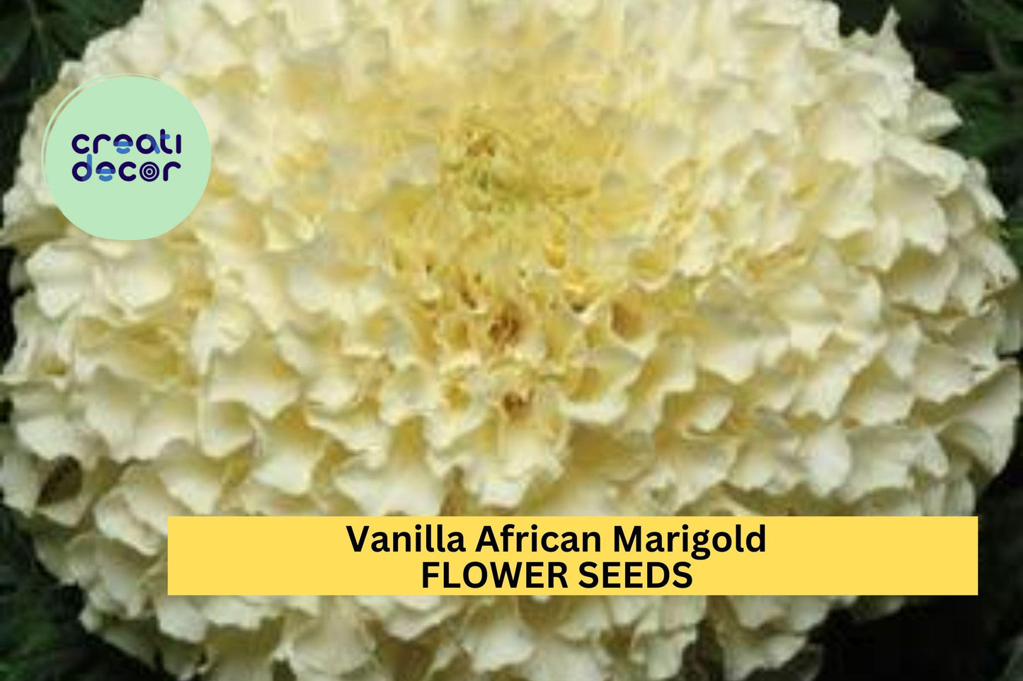 25+ Vanilla African Marigold Seeds – Creamy White Blooms for Garden Planting, Tall Summer Annuals for Beds & Borders – USA