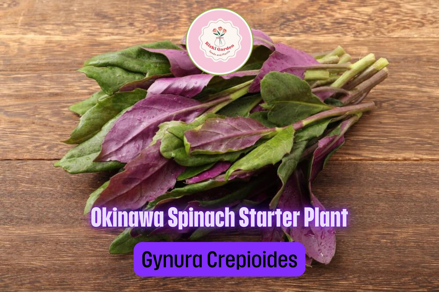 3 Okinawa Spinach Plants - Gynura crepioides | Live Starter Perennial | Edible Garden Green for Warm Climates & Containers