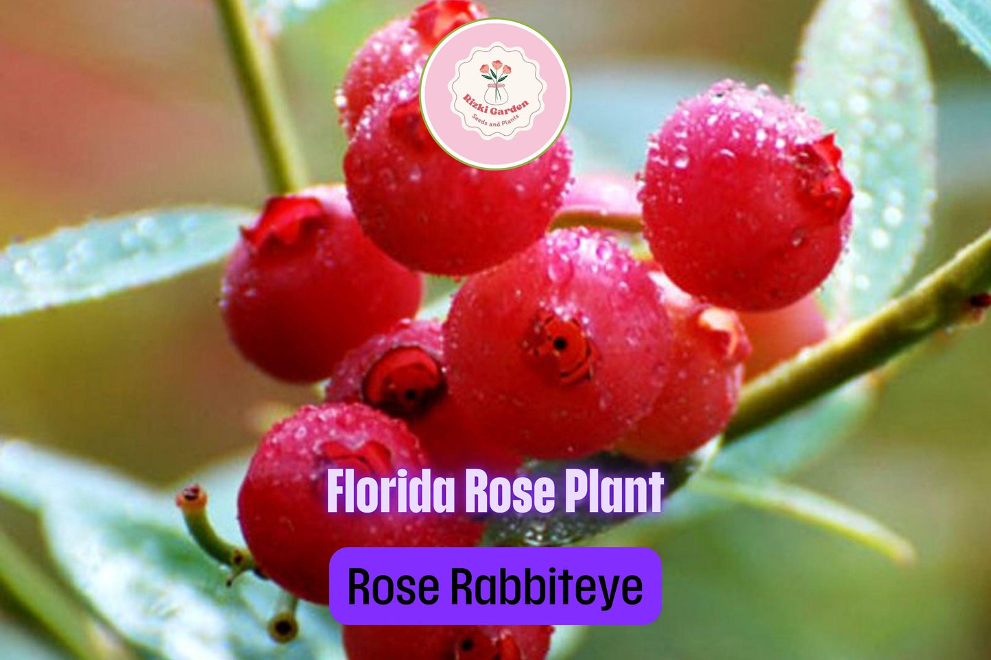 3 Florida Rose Blueberry Plants - Vaccinium virgatum | Rabbiteye Starter Plants | Pink Edible Fruit for Gardens & Landscapes
