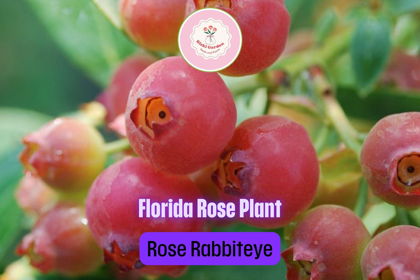 3 Florida Rose Blueberry Plants - Vaccinium virgatum | Rabbiteye Starter Plants | Pink Edible Fruit for Gardens & Landscapes