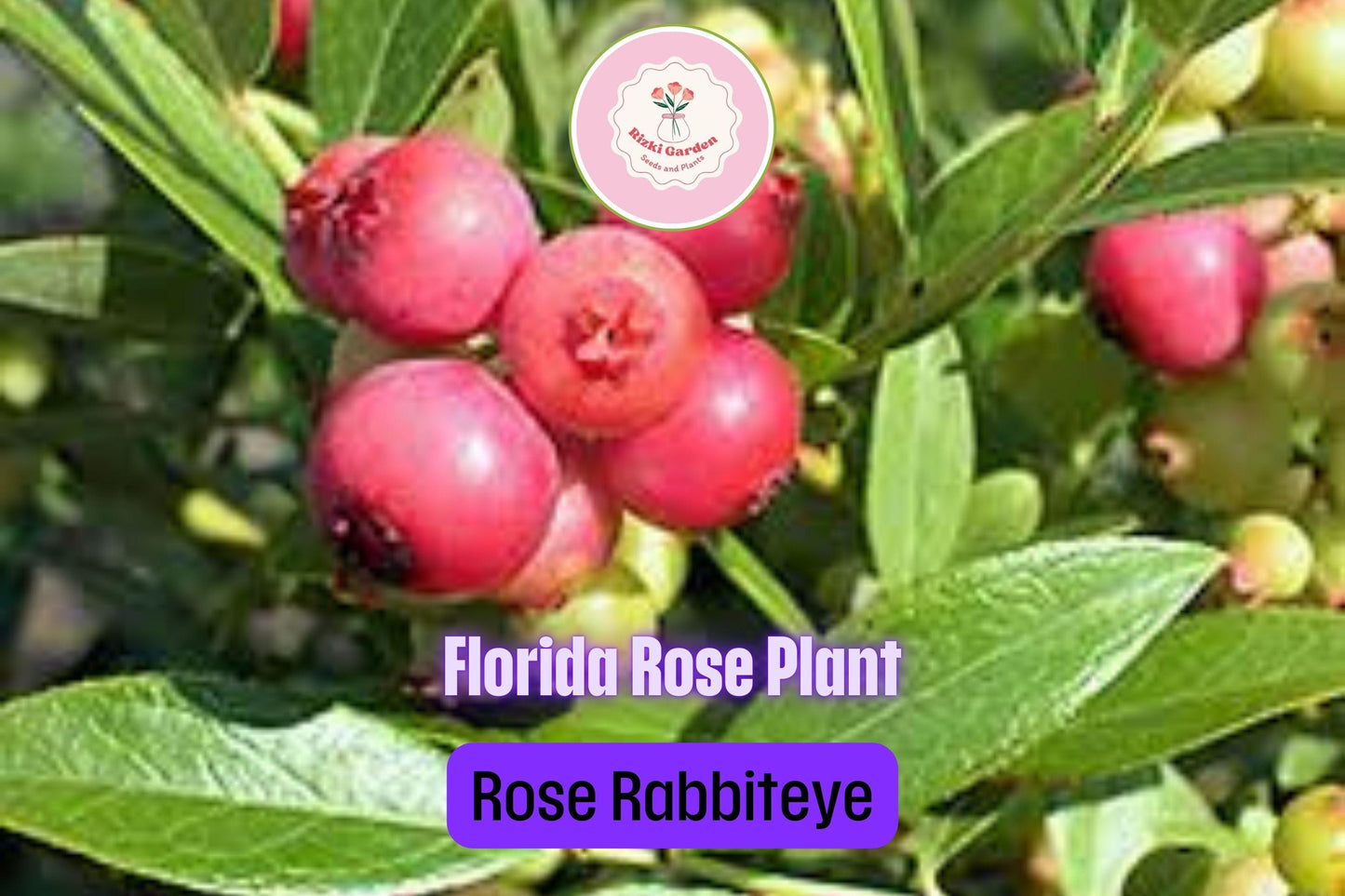 3 Florida Rose Blueberry Plants - Vaccinium virgatum | Rabbiteye Starter Plants | Pink Edible Fruit for Gardens & Landscapes