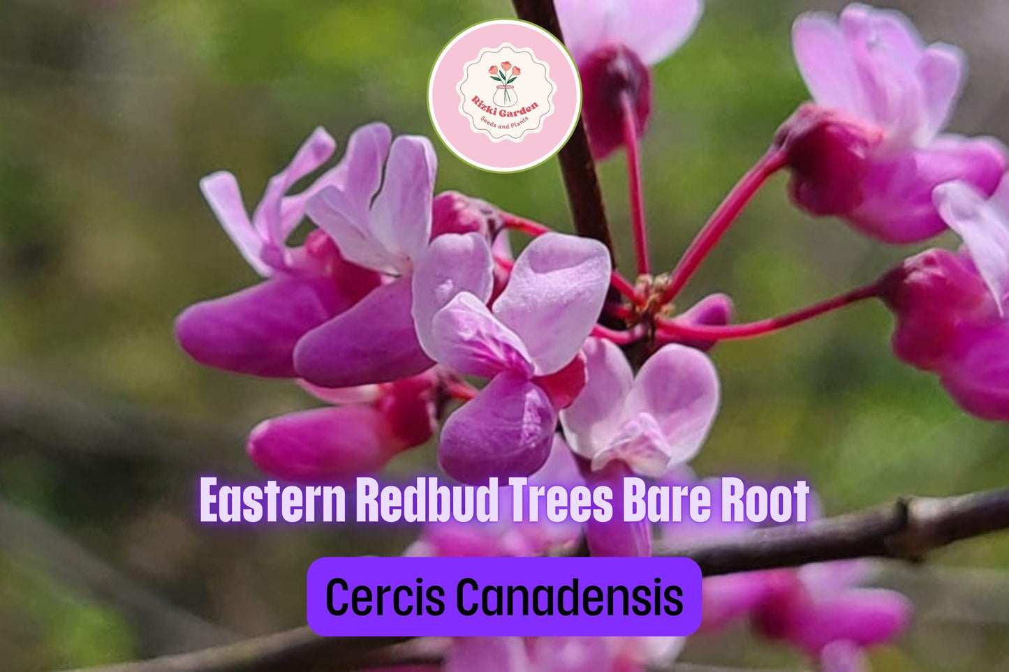3 Eastern Redbud Trees - Cercis canadensis | 14–18” Bare Root Live Trees | Native Ornamental for Spring Blooms & Landscaping