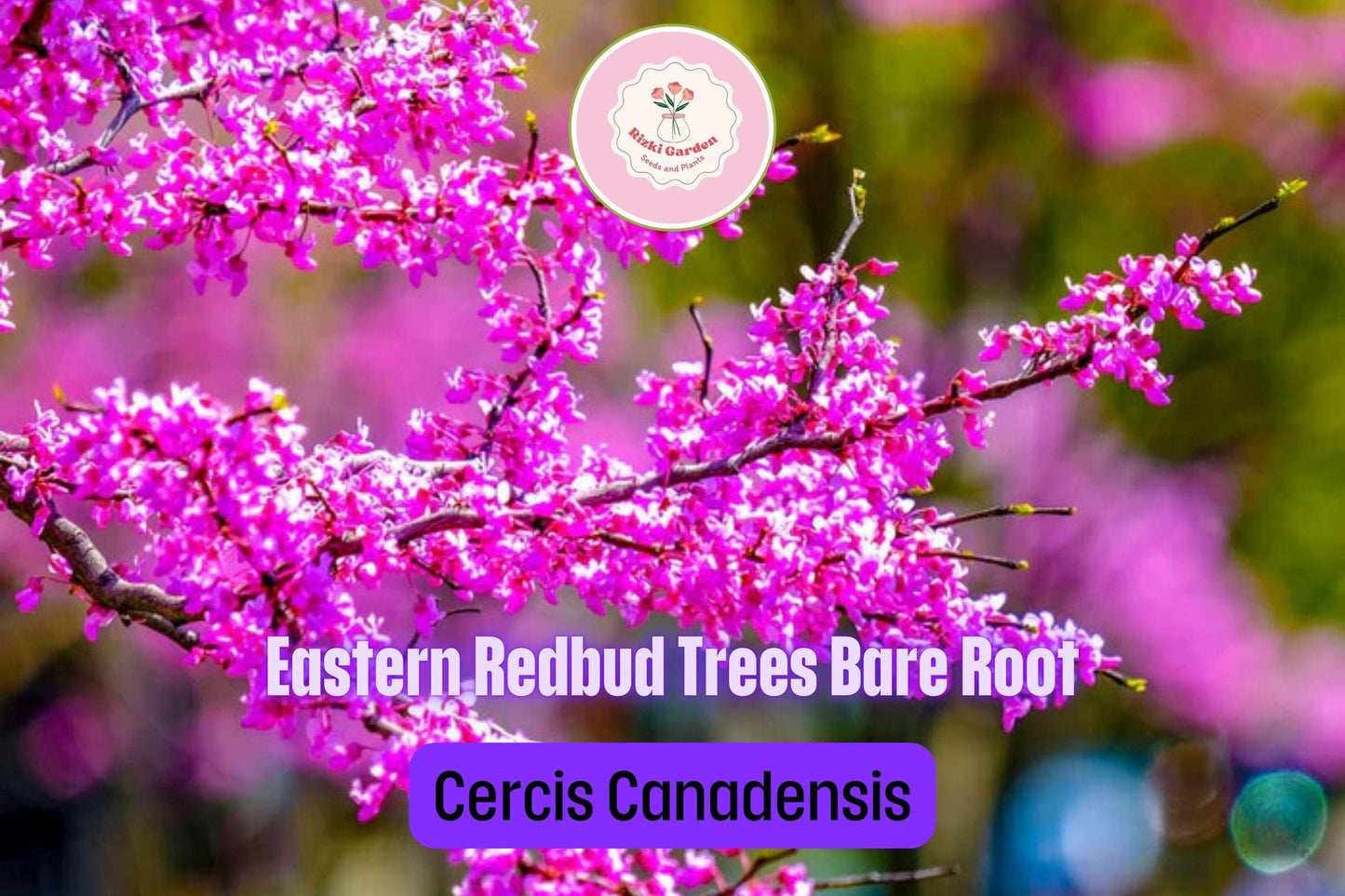 3 Eastern Redbud Trees - Cercis canadensis | 14–18” Bare Root Live Trees | Native Ornamental for Spring Blooms & Landscaping