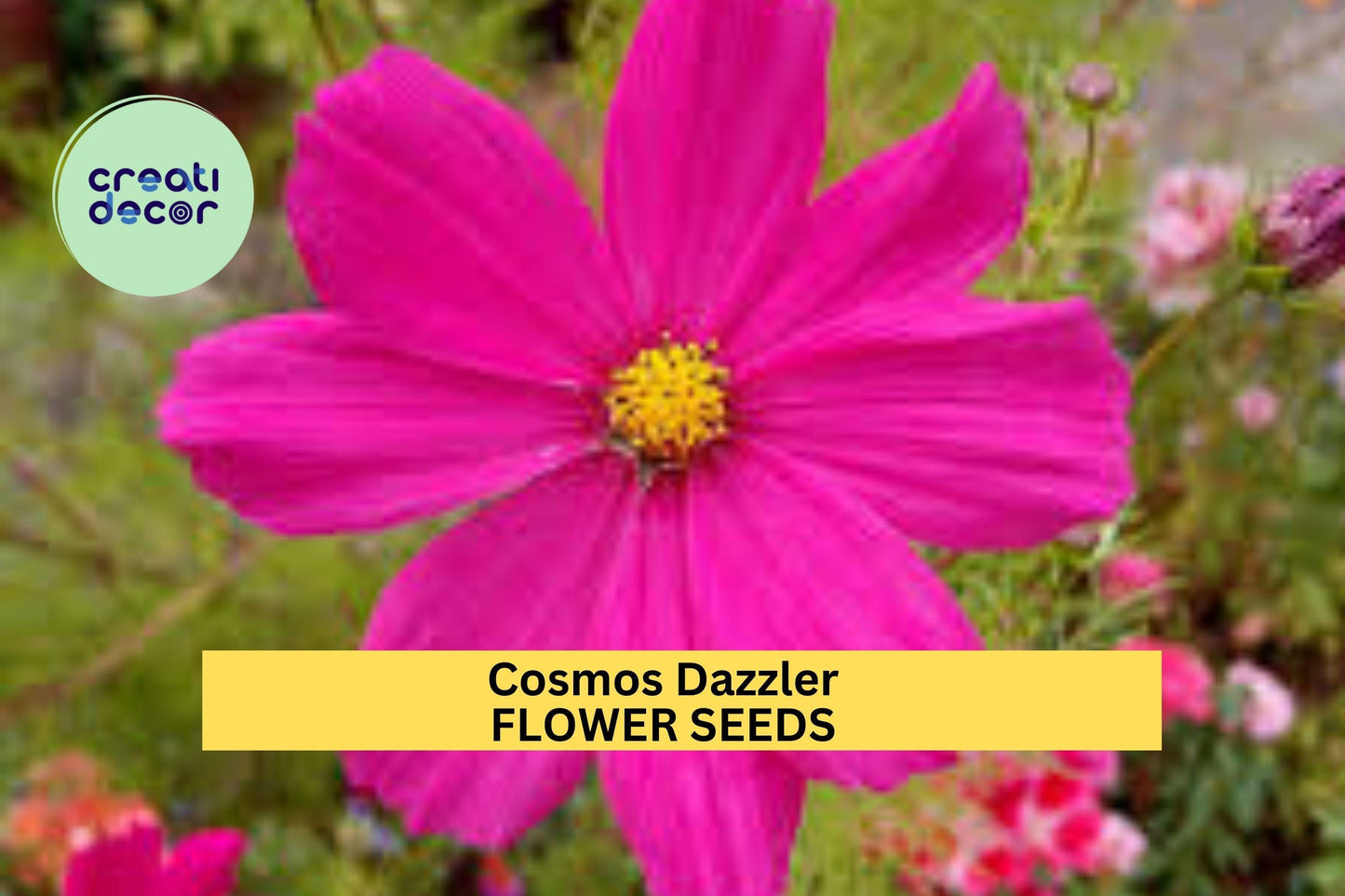 Cosmos Dazzler Seeds – 1g for Planting, Deep Magenta Blooms, Annual Flower, Pollinator Friendly, Easy-Grow Cut Flower for Sunny Gardens