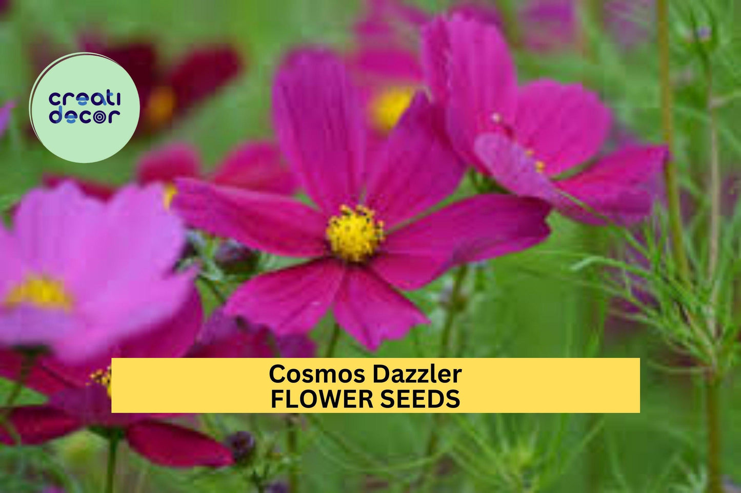 Cosmos Dazzler Seeds – 1g for Planting, Deep Magenta Blooms, Annual Flower, Pollinator Friendly, Easy-Grow Cut Flower for Sunny Gardens