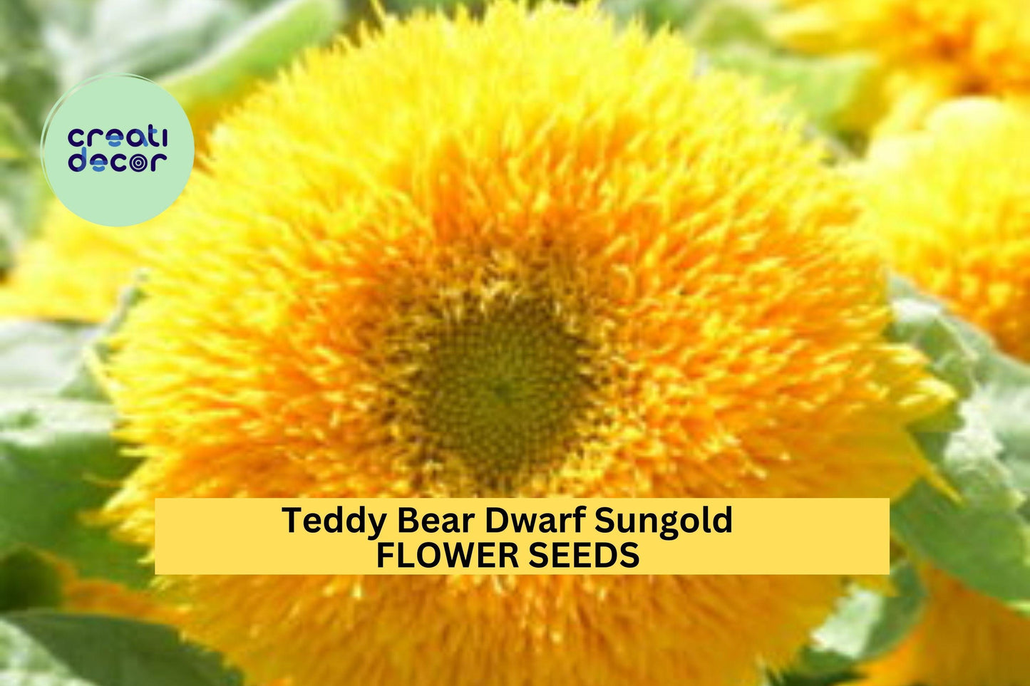 Teddy Bear Dwarf Sungold Sunflower Seeds – 1g for Planting, Compact Golden Blooms, Pollinator Flower, Easy-Grow Annual for Garden Beds