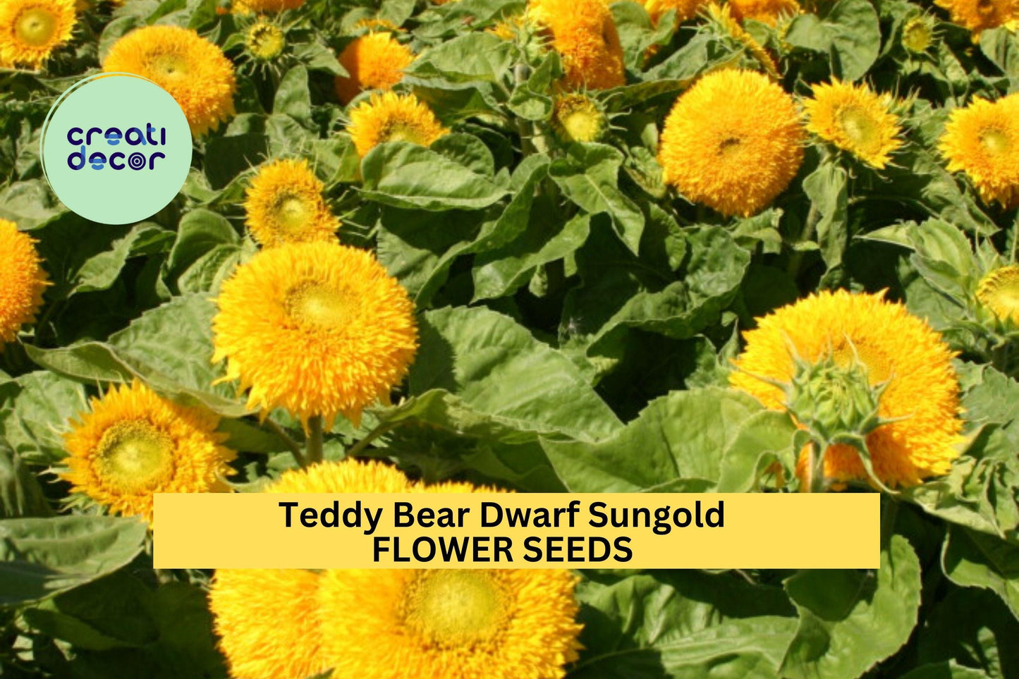 Teddy Bear Dwarf Sungold Sunflower Seeds – 1g for Planting, Compact Golden Blooms, Pollinator Flower, Easy-Grow Annual for Garden Beds