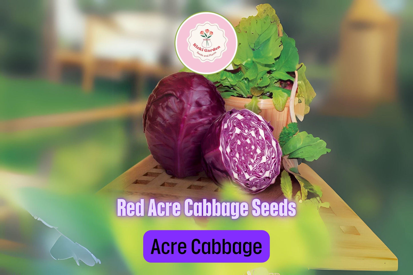 250+ Red Acre Cabbage Seeds | Brassica oleracea | Non-GMO Heirloom Red Cabbage for Garden Beds & Cool Season Harvests