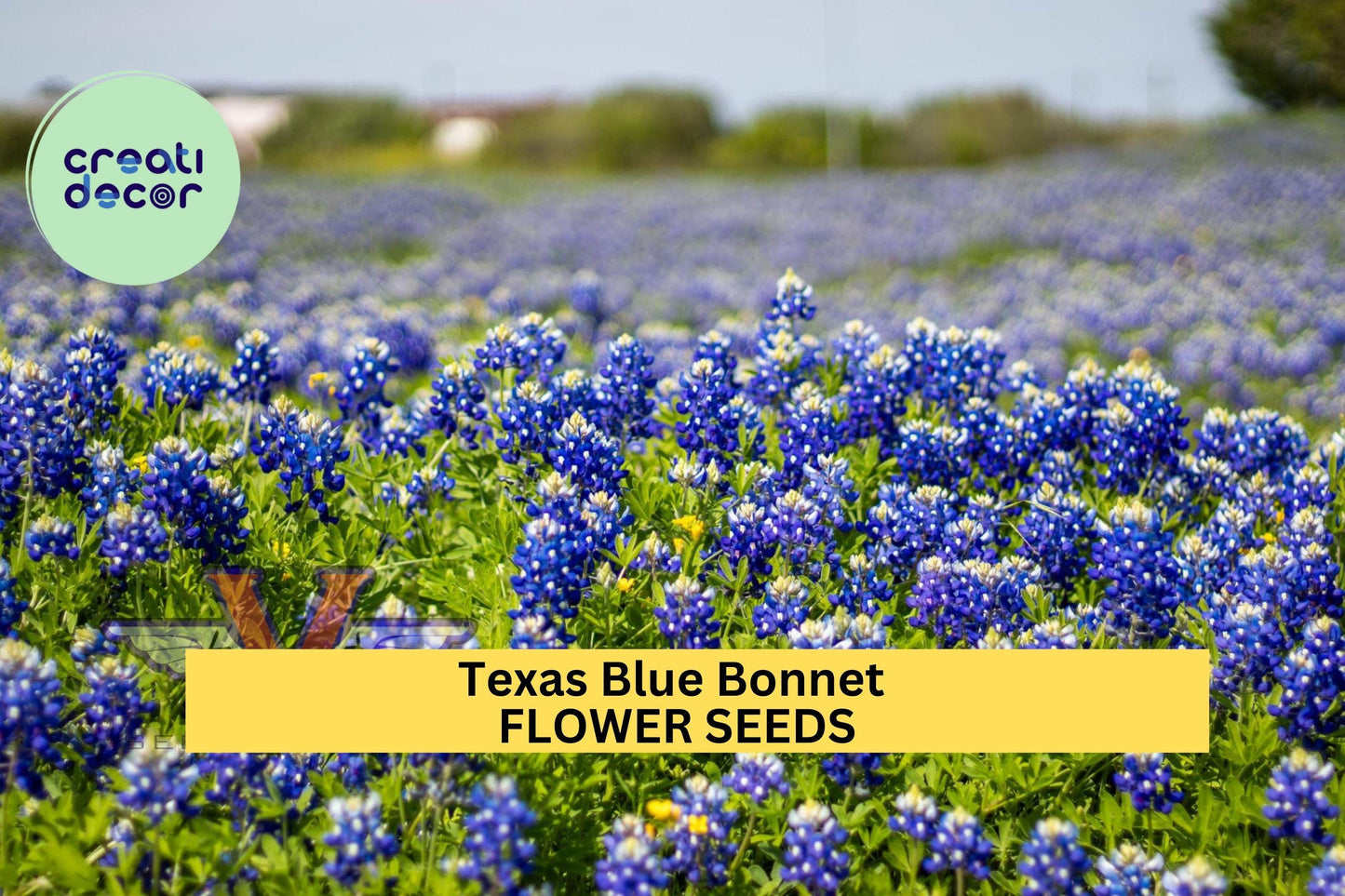 Texas Bluebonnet Seeds – Lupinus texensis – 1g for Planting, State Flower of Texas, Native Wildflower Blue Spring Bloom Pollinator Friendly