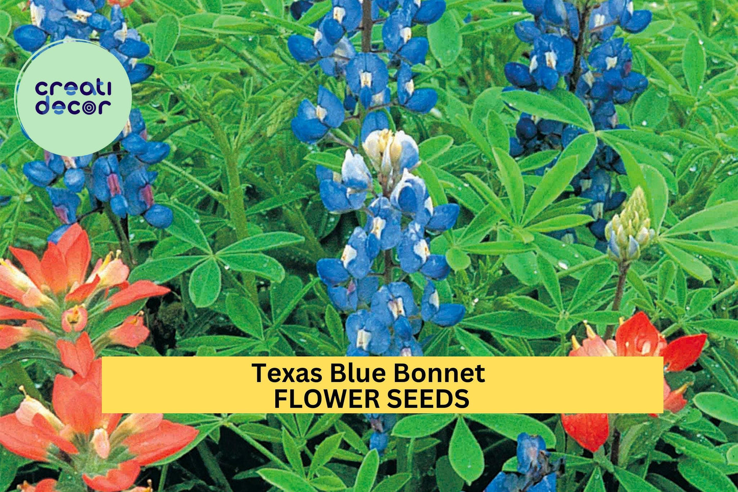 Texas Bluebonnet Seeds – Lupinus texensis – 1g for Planting, State Flower of Texas, Native Wildflower Blue Spring Bloom Pollinator Friendly
