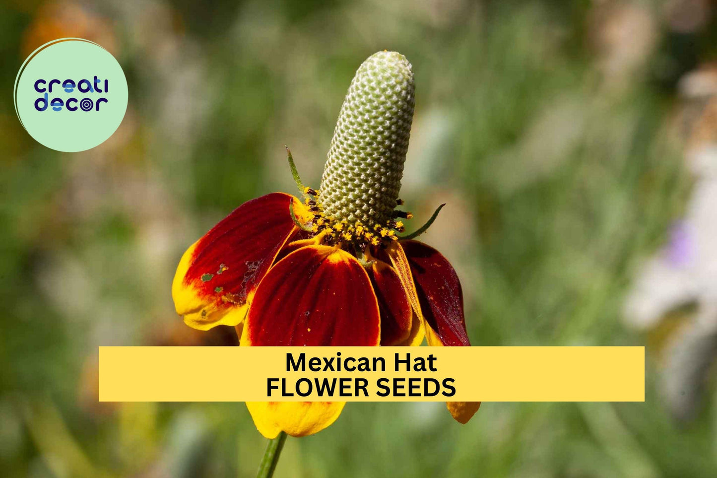 Mexican Hat Seeds – Ratibida columnifera – 100mg (~250 Seeds), Native Wildflower, Red & Yellow Blooms, Drought-Tolerant, Pollinator Friendly