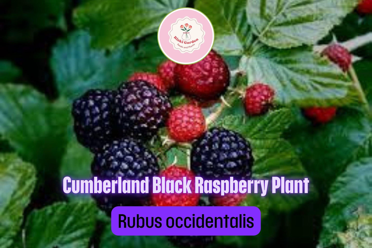 5 Cumberland Black Raspberry Plants - Rubus occidentalis | 1–2 Yr Old Live Fruit Shrubs | Sweet Hardy Berries for Garden & Landscape