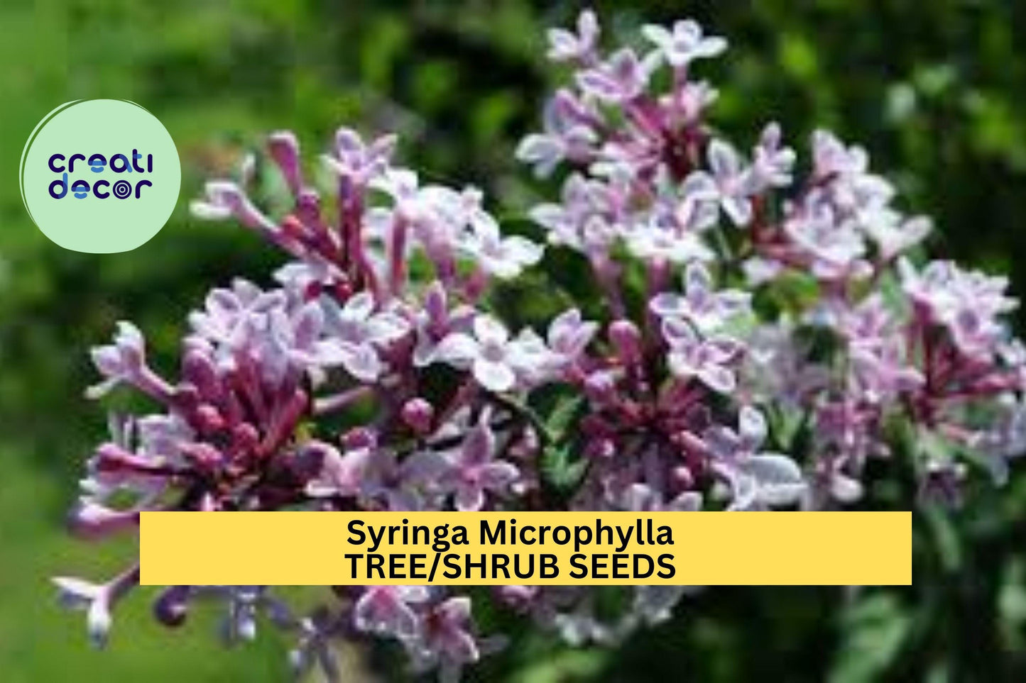Syringa microphylla Seeds – Littleleaf Lilac Shrub – Fragrant Pink-Lilac Blooms, Ornamental Flowering Shrub, Compact, Cold-Hardy