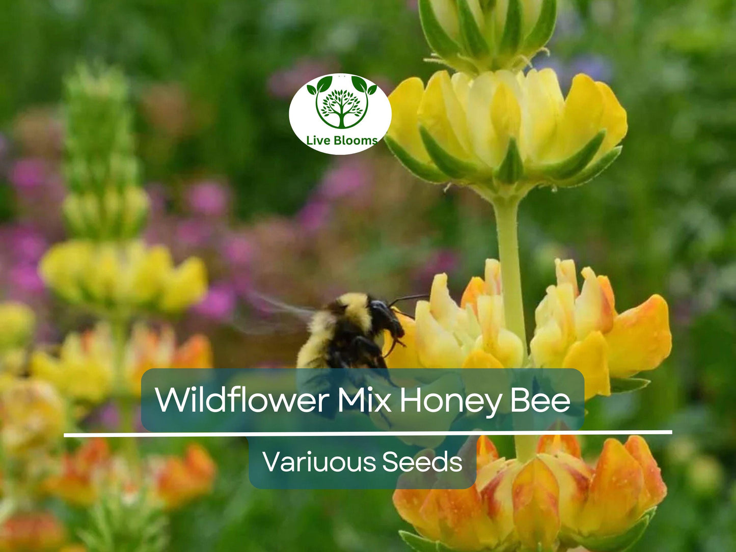 500 Seeds Wildflower Mix Honey Bee Heirloom Flowers Pollinators Non-GMO, Bee-Friendly, Easy to Grow, Garden Flowers, Perennial Blend