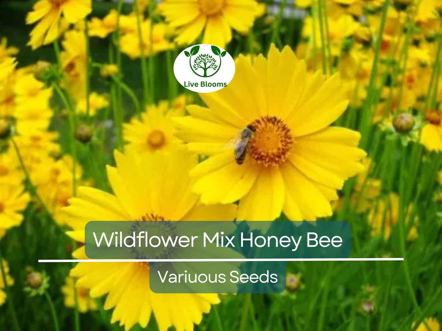 500 Seeds Wildflower Mix Honey Bee Heirloom Flowers Pollinators Non-GMO, Bee-Friendly, Easy to Grow, Garden Flowers, Perennial Blend