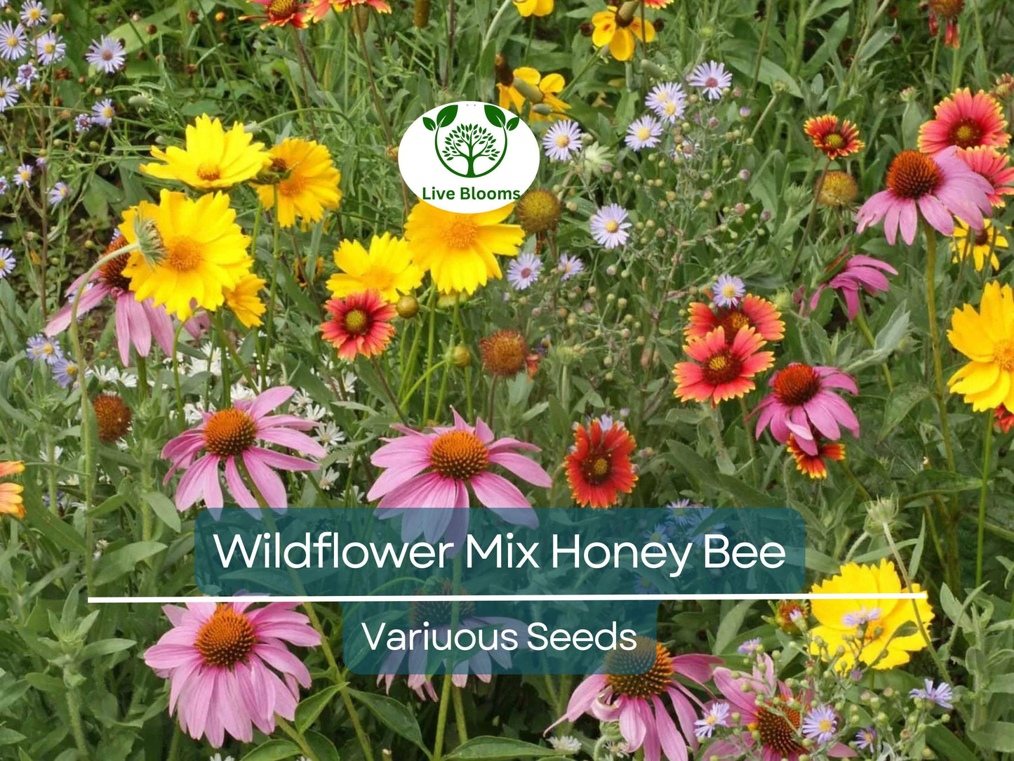 500 Seeds Wildflower Mix Honey Bee Heirloom Flowers Pollinators Non-GMO, Bee-Friendly, Easy to Grow, Garden Flowers, Perennial Blend
