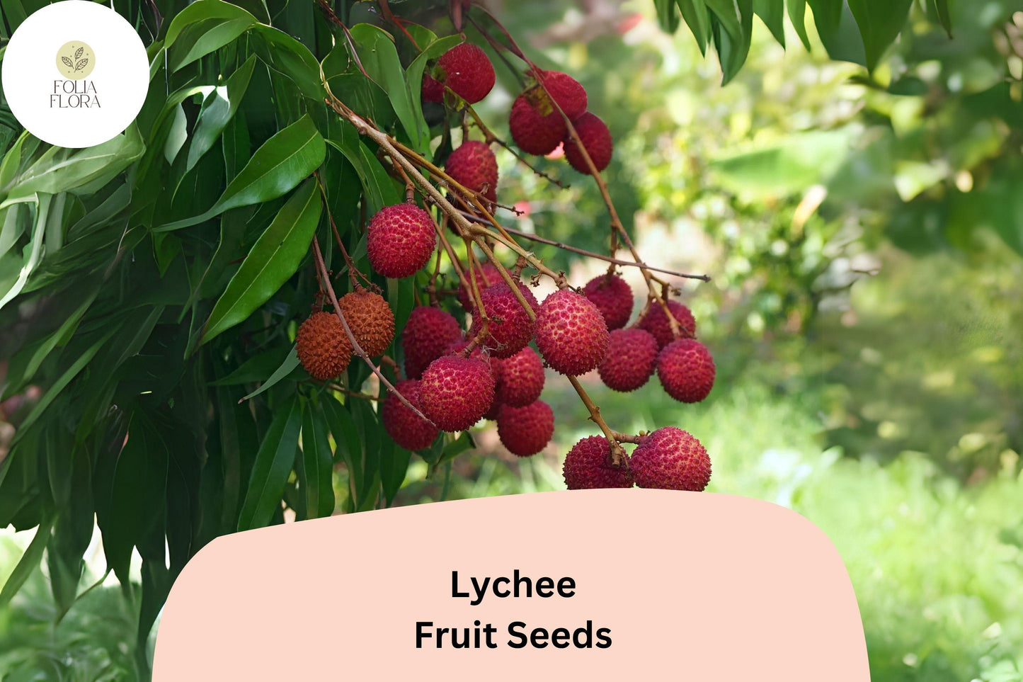 10pcs Lychee Seeds – Tropical Fruit Tree – Heirloom & Non-GMO