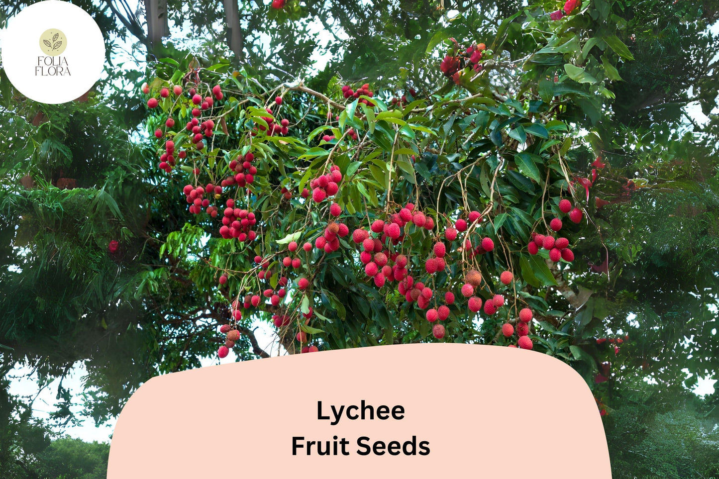 10pcs Lychee Seeds – Tropical Fruit Tree – Heirloom & Non-GMO