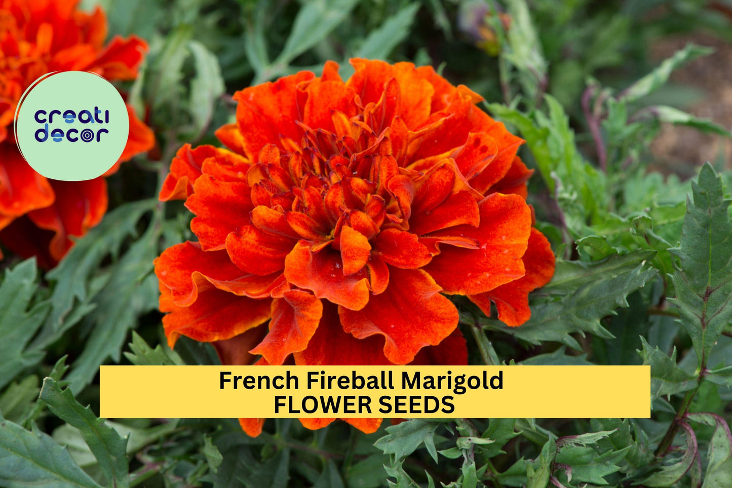 French Fireball Marigold Seeds – 25+ Seeds – Vibrant Red and Gold Blooms for Borders, Pollinator Gardens, and Summer Flower Beds – USA