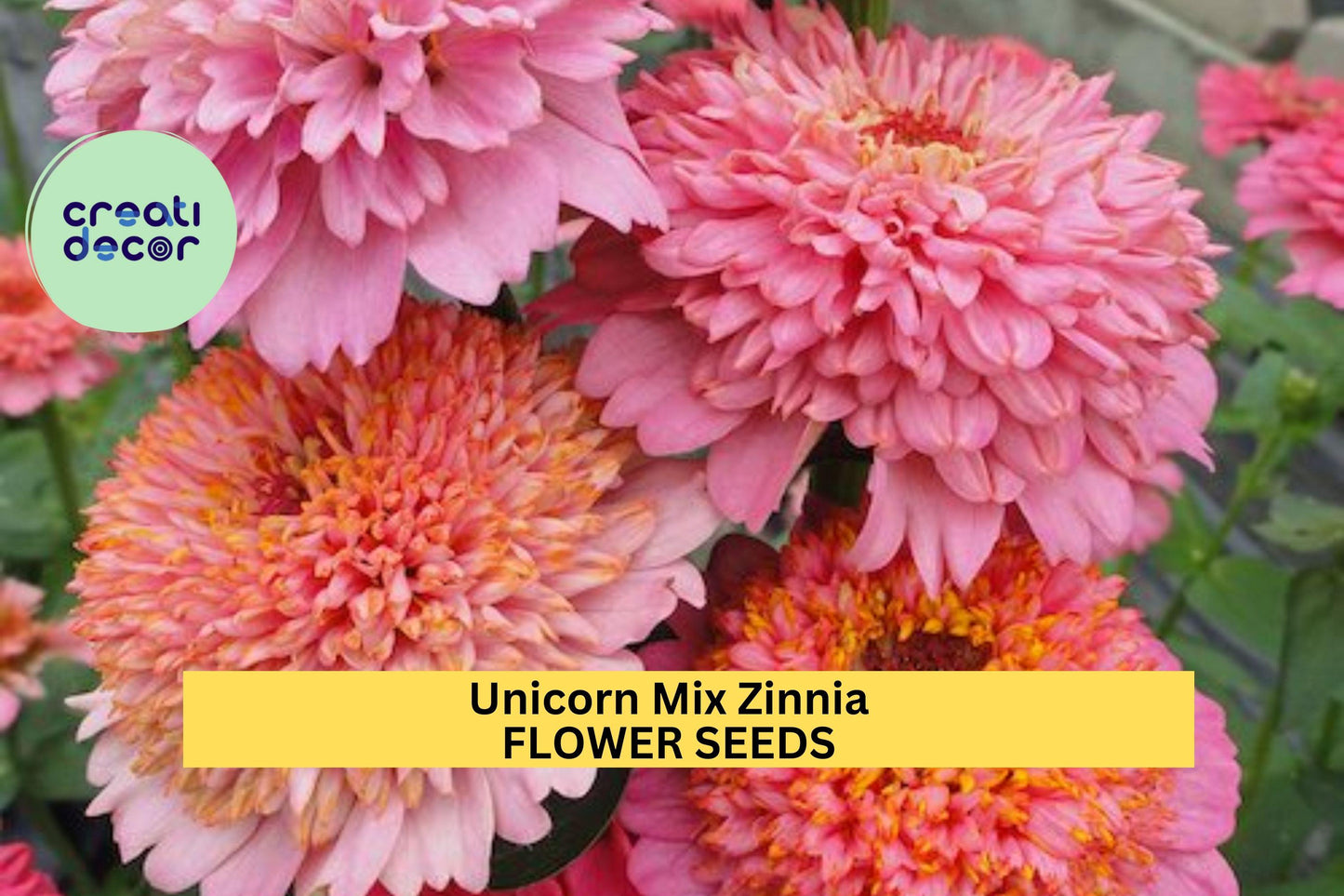 Unicorn Mix Zinnia Seeds – 100+ Seeds – Pastel Rainbow Blooms for Cut Flower Gardens, Cottage Borders, and Pollinator Beds – USA