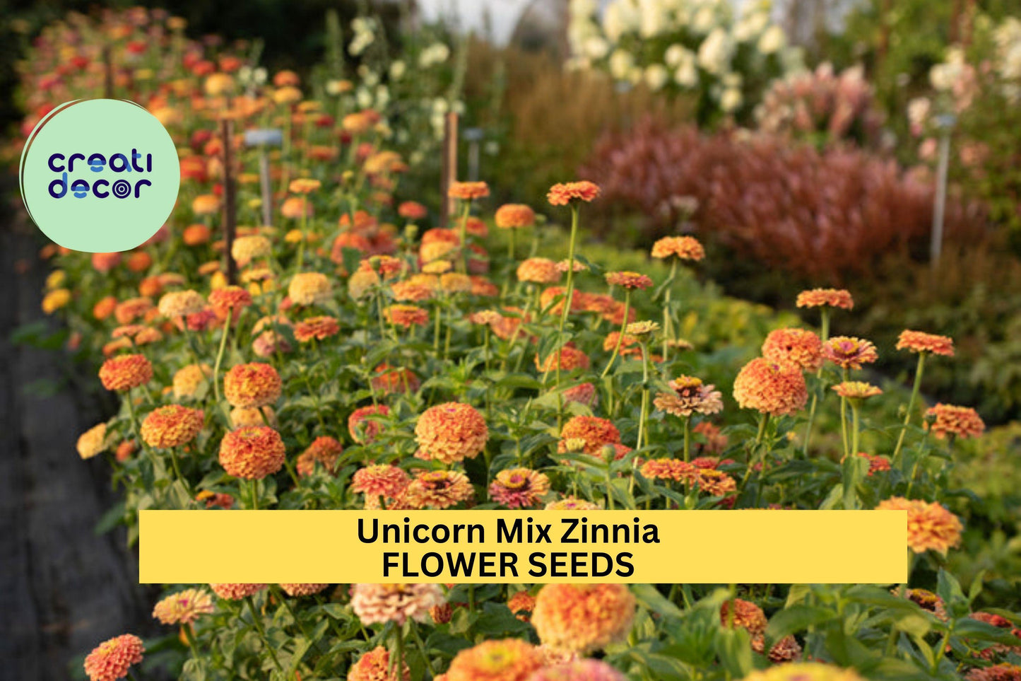 Unicorn Mix Zinnia Seeds – 100+ Seeds – Pastel Rainbow Blooms for Cut Flower Gardens, Cottage Borders, and Pollinator Beds – USA