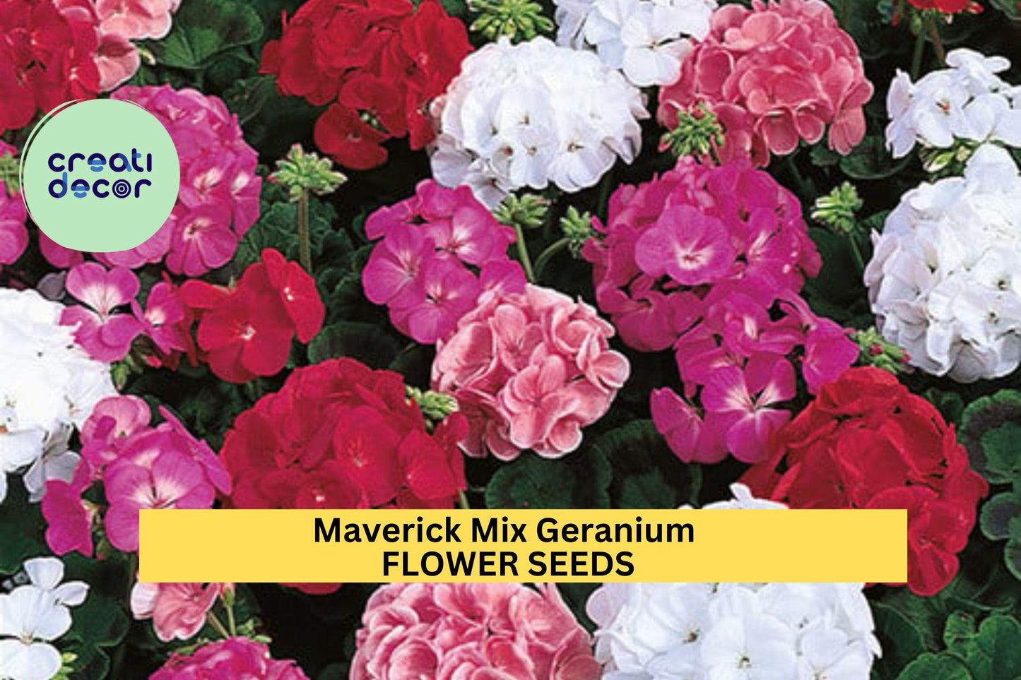 Maverick Mix Geranium Seeds – 25+ Seeds – Vibrant Zonal Pelargonium Mix for Garden Beds, Containers, and Summer Flower Displays – USA