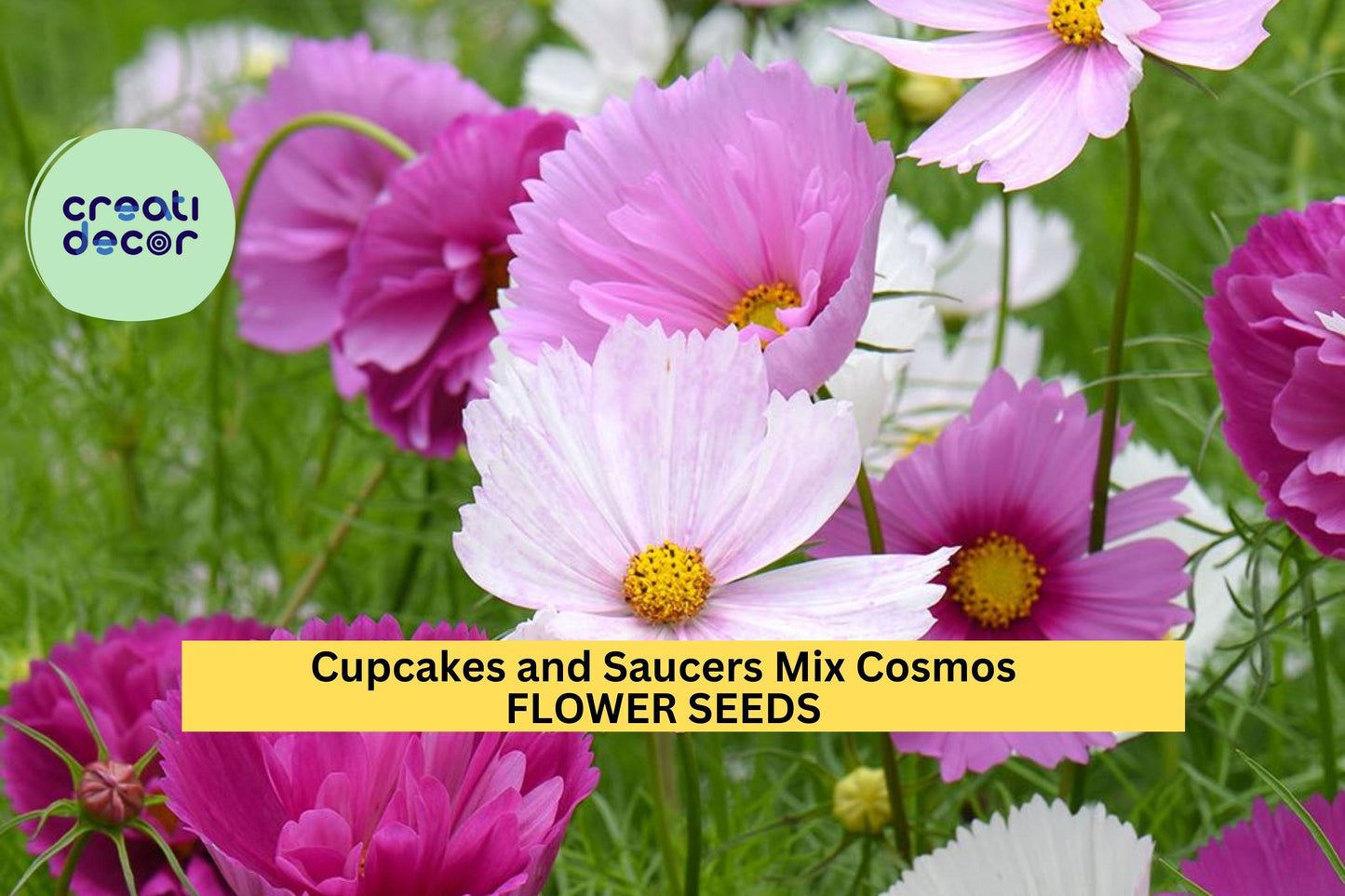 Cupcakes & Saucers Cosmos Seeds –200+ Seeds – Ruffled Pink, White Blooms for Cottage Gardens, Borders and Cut Flower Beds