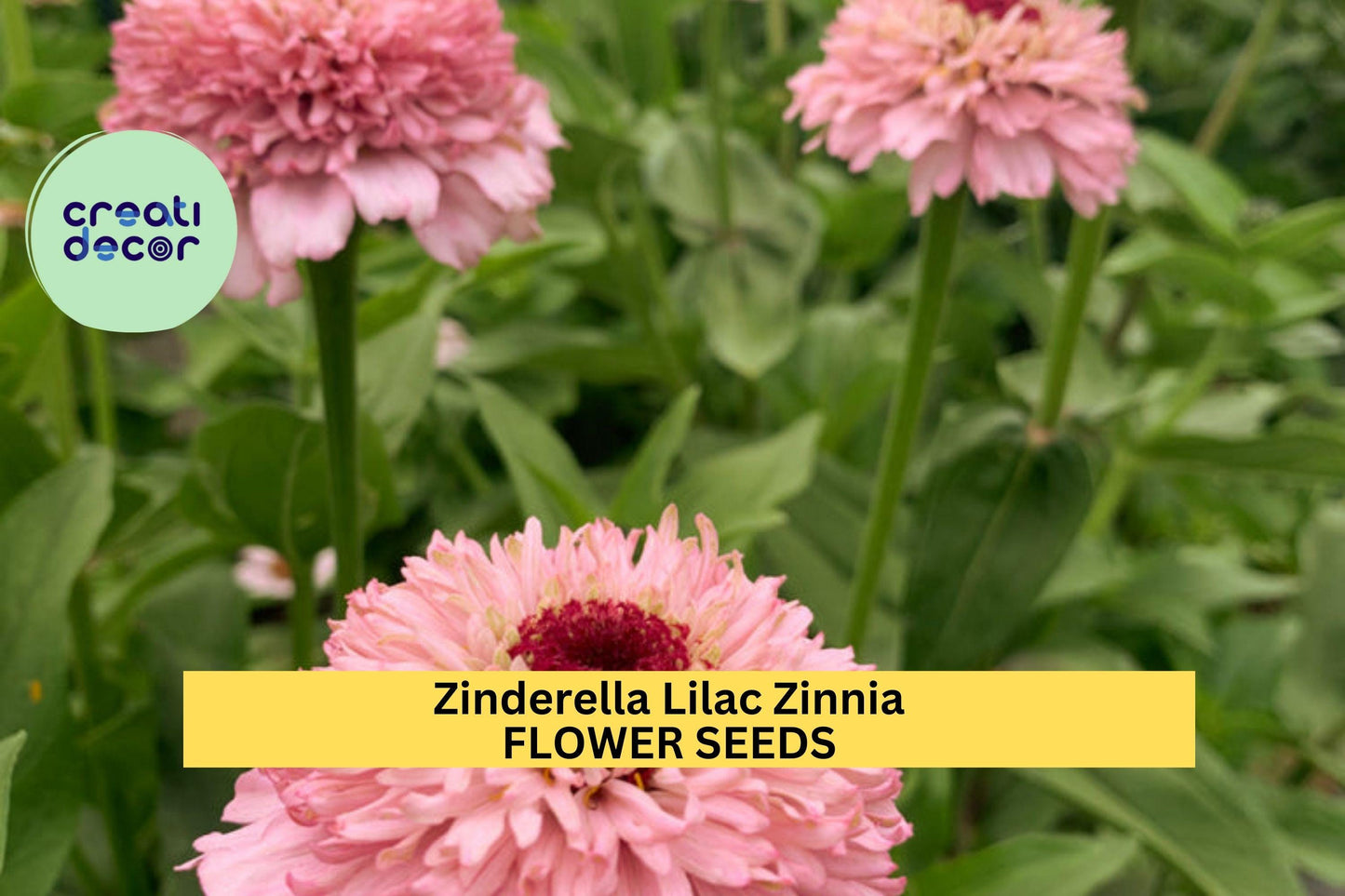 Zinderella Lilac Zinnia Seeds – 100+ Seeds – Unique Scabiosa-Style Lilac Blooms for Cut Flower Gardens, Bouquets & Pollinator Beds – USA