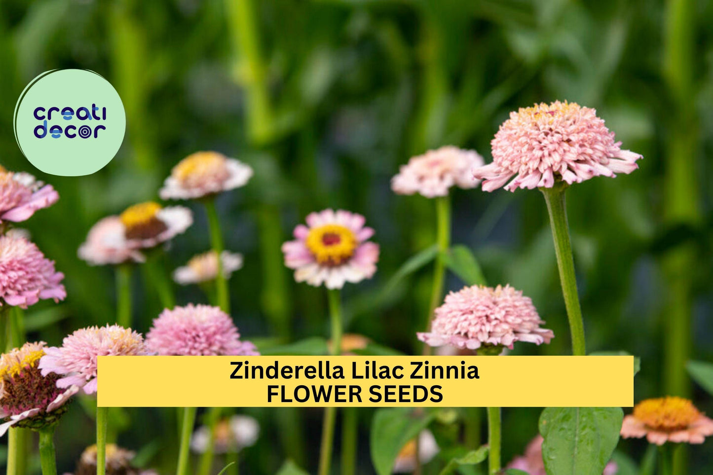 Zinderella Lilac Zinnia Seeds – 100+ Seeds – Unique Scabiosa-Style Lilac Blooms for Cut Flower Gardens, Bouquets & Pollinator Beds – USA
