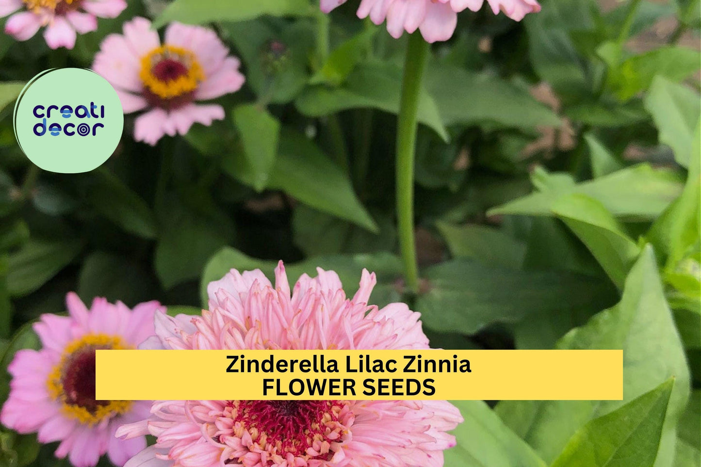 Zinderella Lilac Zinnia Seeds – 100+ Seeds – Unique Scabiosa-Style Lilac Blooms for Cut Flower Gardens, Bouquets & Pollinator Beds – USA