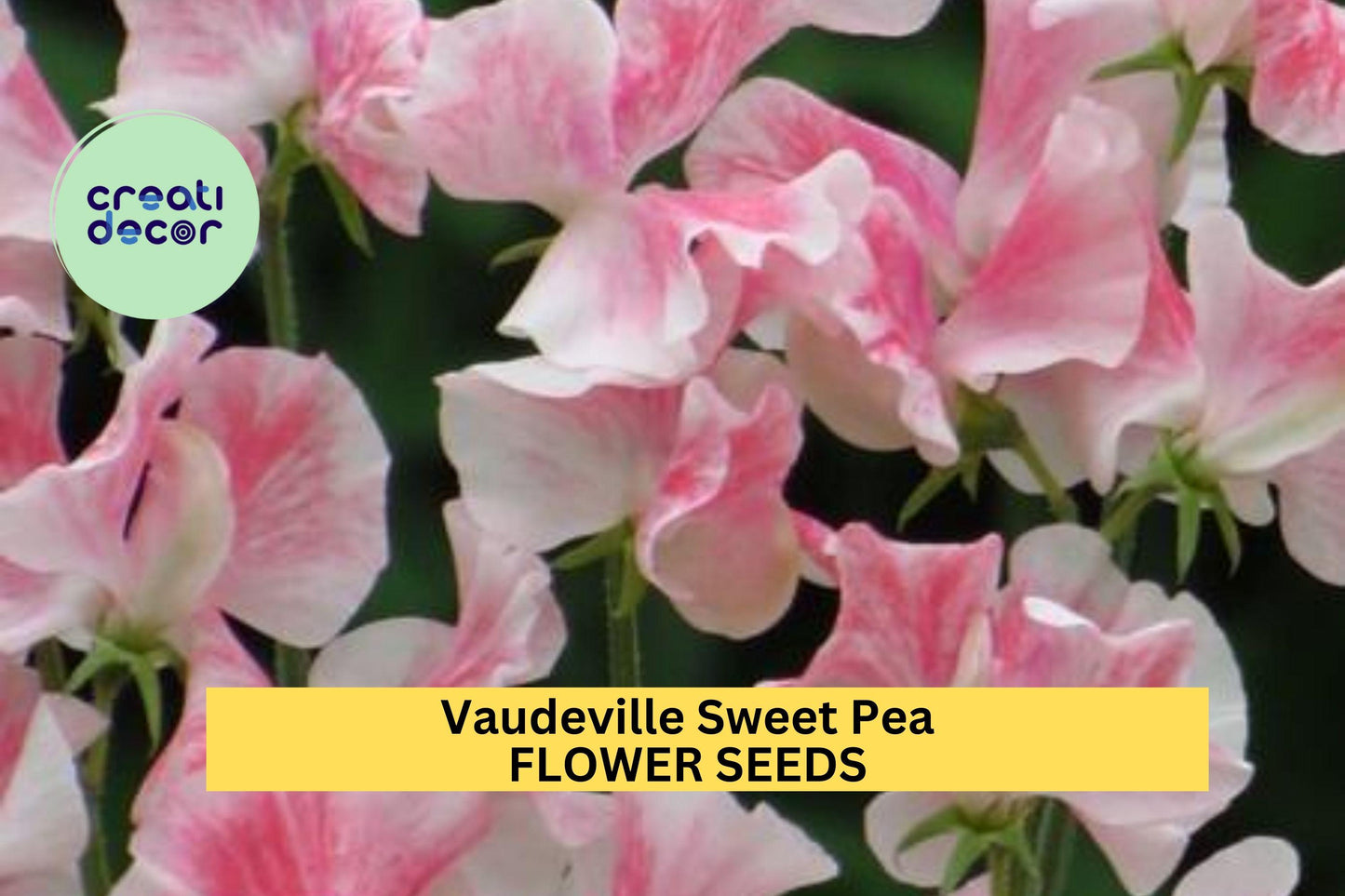 Vaudeville Sweet Pea Seeds – 50+ Vibrant Bi-Color Blooms – Climbing Vine for Trellises, Cottage Gardens & Bold Cut Flower Displays – USA