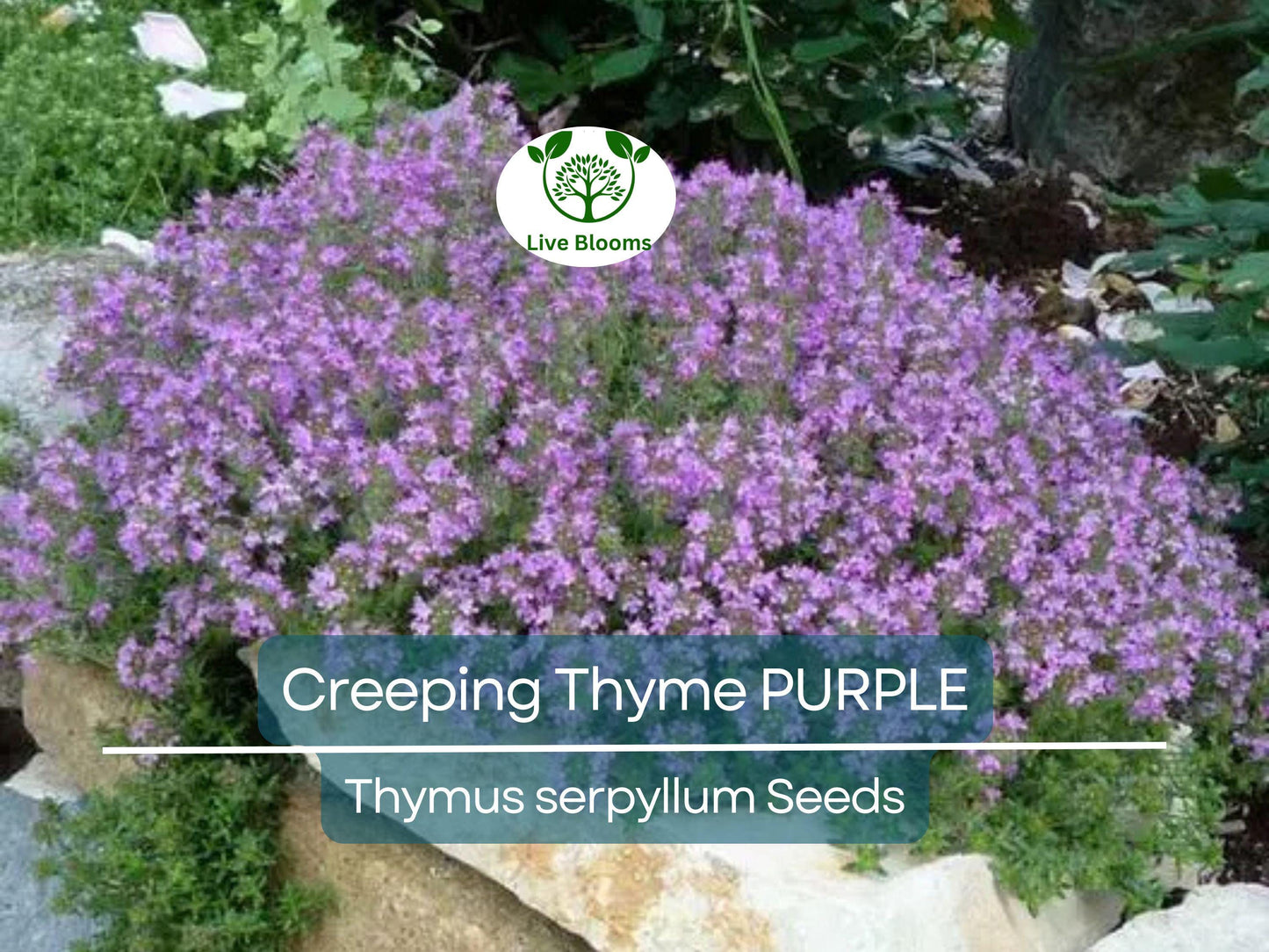 500 Creeping Thyme PURPLE Seeds - Fragrant Groundcover Perennial, Non-GMO, Aromatic Flowers, Ideal for Lawns & Gardens - Thymus serpyllum