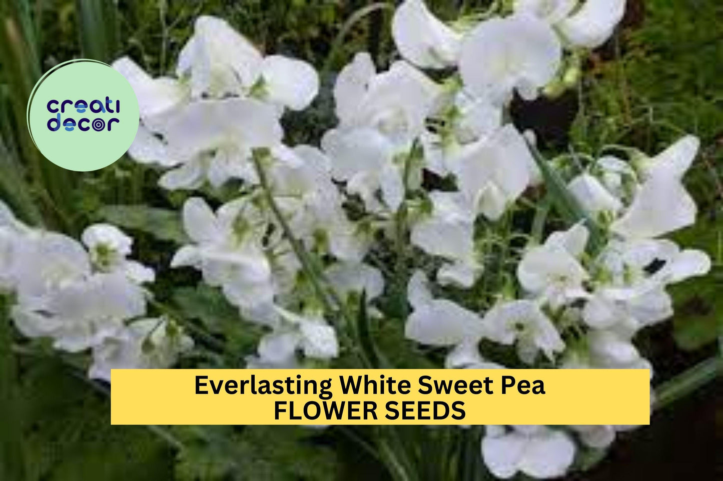 Everlasting White Sweet Pea Seeds – 50+ Perennial White Blooms – Climbing Vine for Trellises, Arbors, Cottage Gardens & Borders – USA