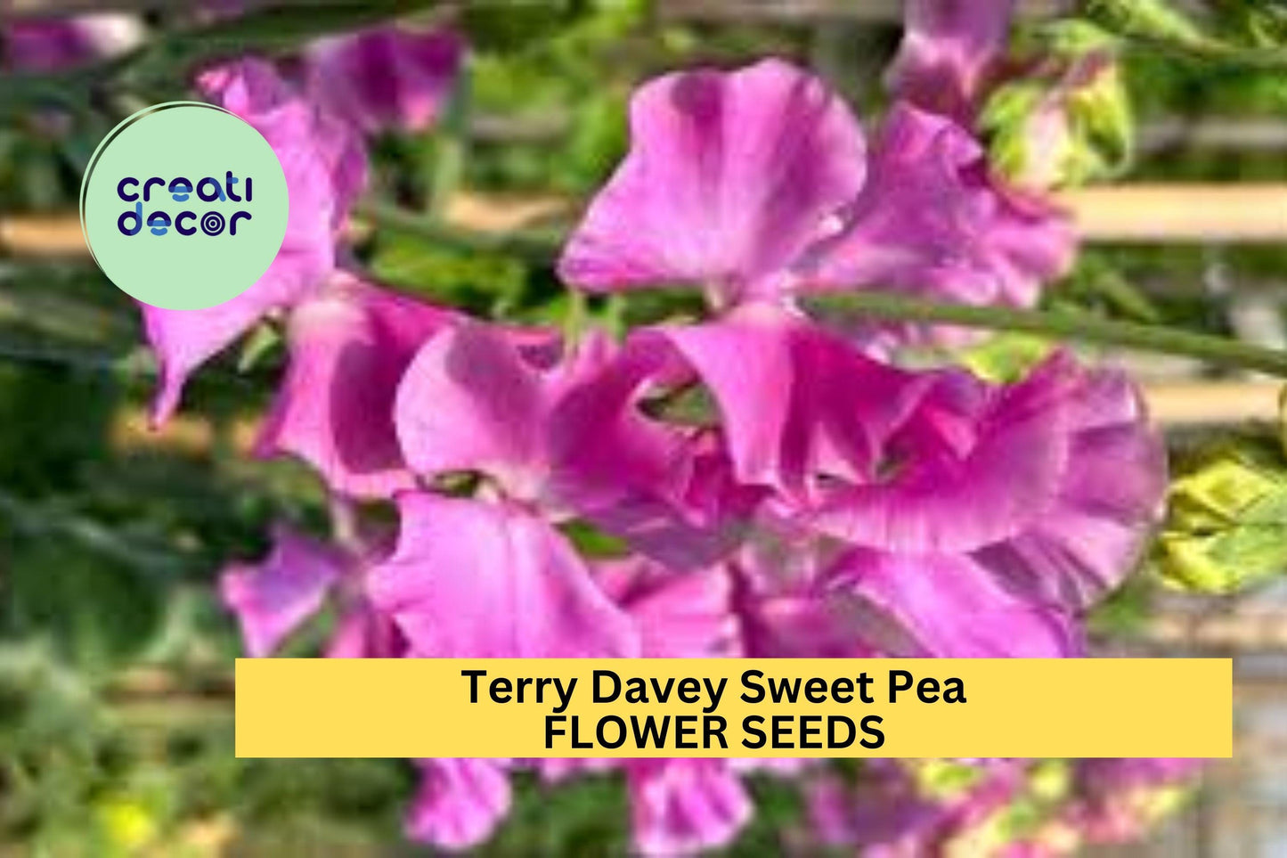 Terry Davey Sweet Pea Seeds – 50+ Lilac Mauve Blooms – Climbing Flower Vine for Bouquets, Trellises, Arches & Cottage Gardens – USA