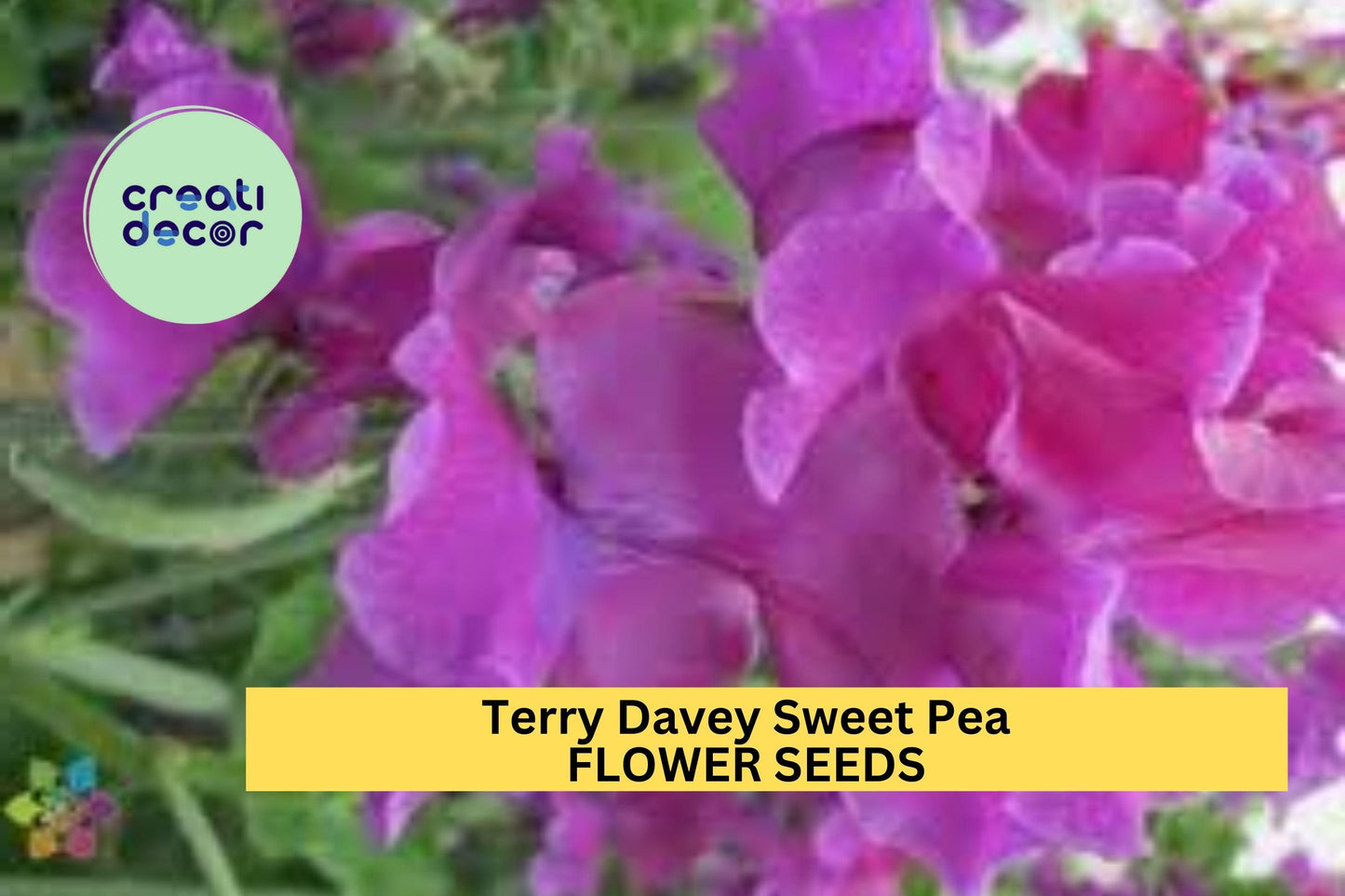 Terry Davey Sweet Pea Seeds – 50+ Lilac Mauve Blooms – Climbing Flower Vine for Bouquets, Trellises, Arches & Cottage Gardens – USA