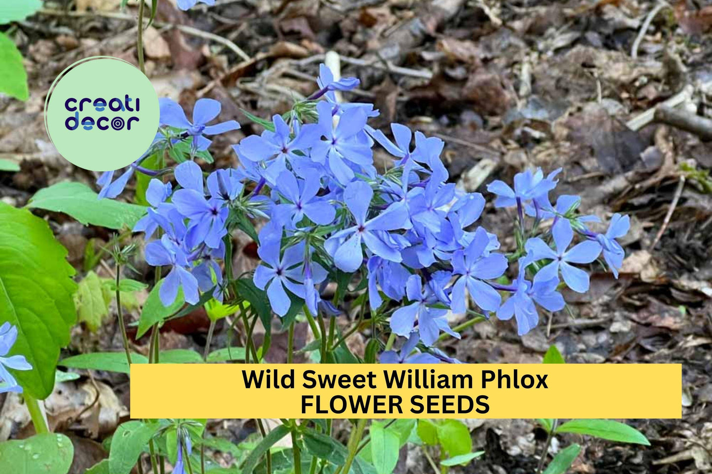Wild Sweet William Phlox Seeds – 100+ Native Lavender-Purple Blooms – Shade-Tolerant Perennial for Woodland Gardens & Pollinator Beds – USA