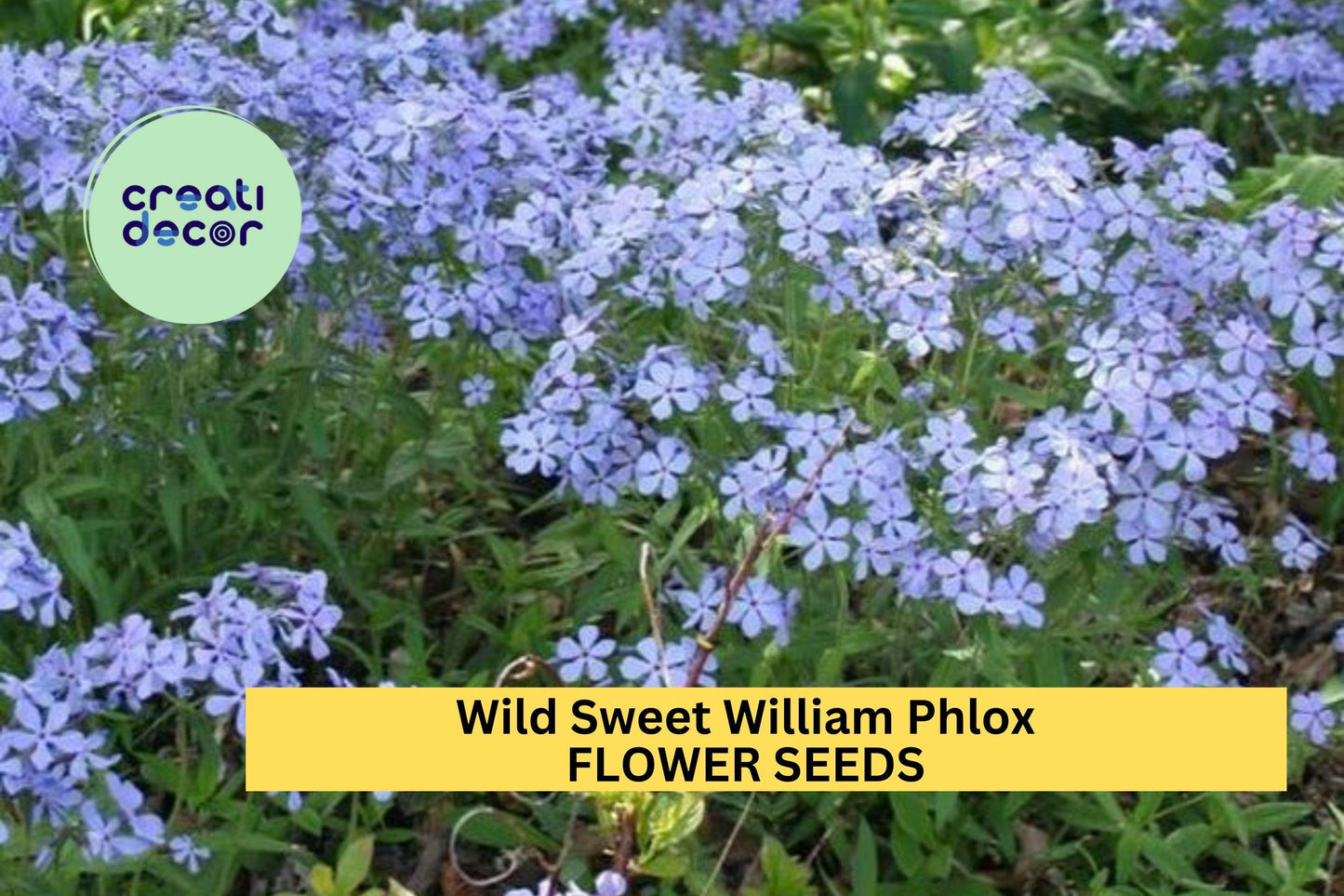 Wild Sweet William Phlox Seeds – 100+ Native Lavender-Purple Blooms – Shade-Tolerant Perennial for Woodland Gardens & Pollinator Beds – USA