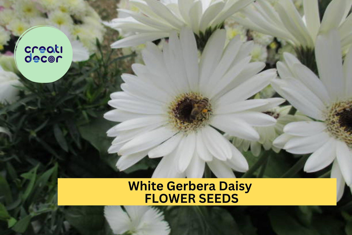 200+ White Gerbera Daisy Seeds – Elegant White Blooms for Garden Planting, Stunning Cut Flowers for Beds, Borders & Pots – USA