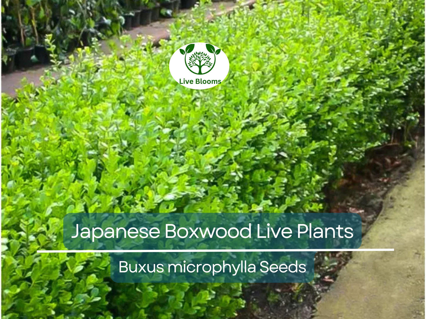 6 Japanese Boxwood Live Plants 12" | Buxus microphylla japonica | Evergreen Shrub, Hedge Starter, Landscape Ready, Fast Shipping