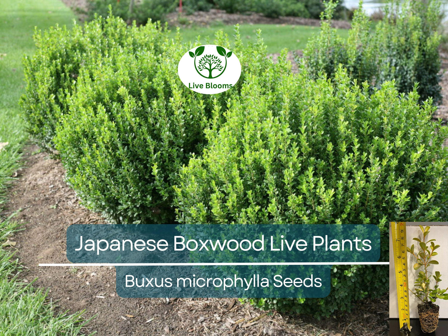 6 Japanese Boxwood Live Plants 12" | Buxus microphylla japonica | Evergreen Shrub, Hedge Starter, Landscape Ready, Fast Shipping