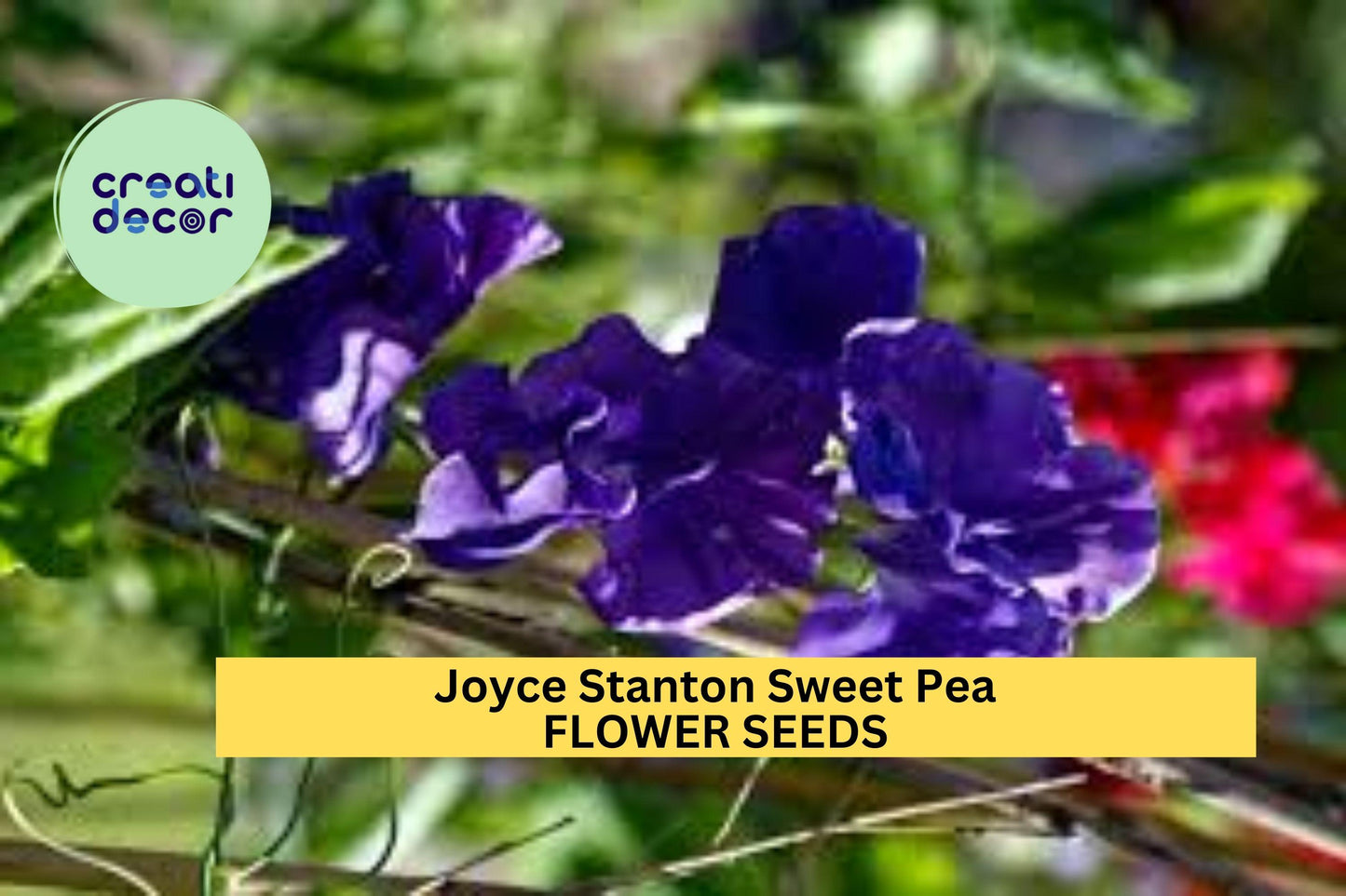 50+ Joyce Stanton Sweet Pea Seeds – Lavender-Violet Fragrant Blooms for Garden Planting, Climbing Vines for Trellises – USA