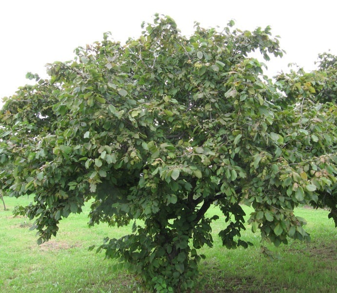 1 American Hazelnut Tree Seedling (Corylus americana) β 1 Year Old Nut Tree | Native Shrub | Edible Nuts | Wildlife Food Source