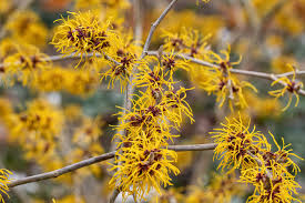 Basma Witch Hazel Live Plant 12 Inch Tall – Hamamelis x intermedia Shrub Red Winter Bloom Garden Plant 1 Year Graft